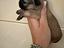 Immagine 4