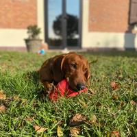 Bassotta per accoppiamento