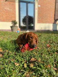 Bassotta per accoppiamento