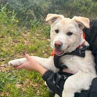 Dolcissima cucciola taglia media