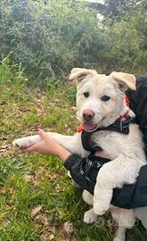 Dolcissima cucciola taglia media