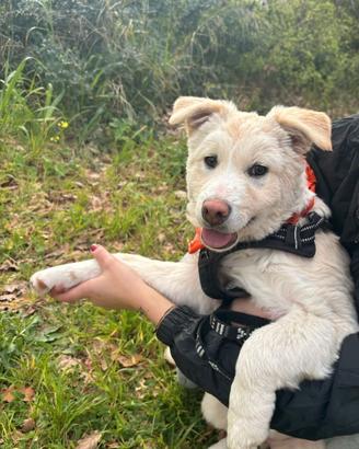 Dolcissima cucciola taglia media