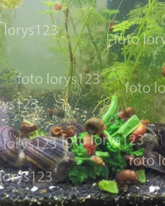 lumache ampullarie gold viola acquario