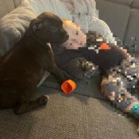 Staffordshire bull terrier
