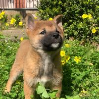 Shiba Inu cucciolo puro