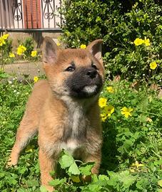 Shiba Inu cucciolo puro