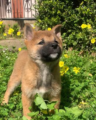 Shiba Inu cucciolo puro