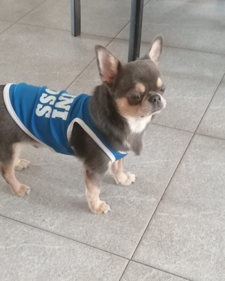Chihuahua