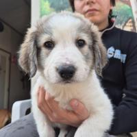 Cucciole stupende Adozione SINGOLA O DI COPPIA