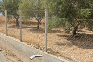 Terreno Uliveto (80 alberi) olio