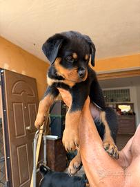 Cuccioli di Rottweiler