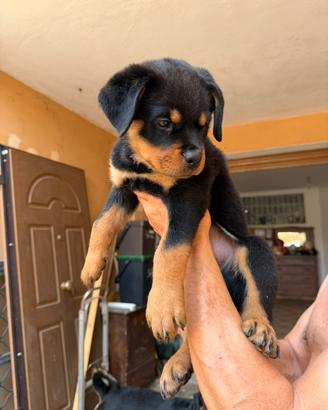 Cuccioli di Rottweiler