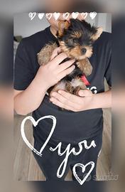 Maschietto Yorkshire con pedigree Enci