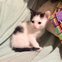 Gattina bianca e nera adorabile a pelo semi-lungo