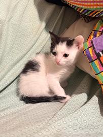 Gattina bianca e nera adorabile a pelo semi-lungo