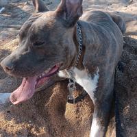 Cucciolo di Amstaff di 1 anno, maschio