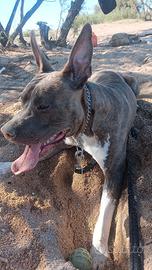 Cucciolo di Amstaff di 1 anno, maschio