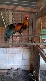 Gallo phoenix