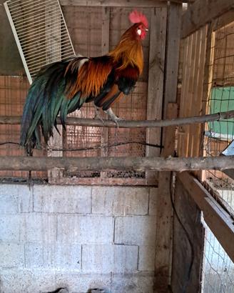 Gallo phoenix