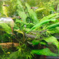 Pesci, lumache, caridine e piante