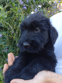 Schnauzer gigante