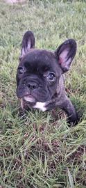 Bulldog francese