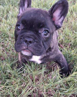 Bulldog francese