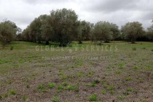 Terreno pianeggiante località Ungias