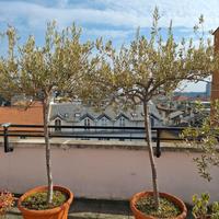 Piante di ulivo in vaso