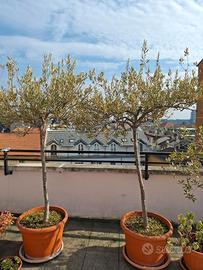 Piante di ulivo in vaso