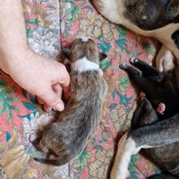 Cuccioli di pittbull