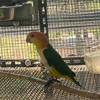 Caicco testa gialla femmina