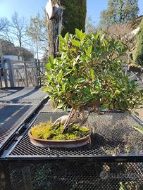 BONSAI FICUS