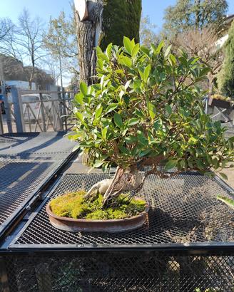 BONSAI FICUS
