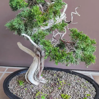 Pre bonsai ginepro sabina