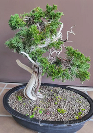 Pre bonsai ginepro sabina
