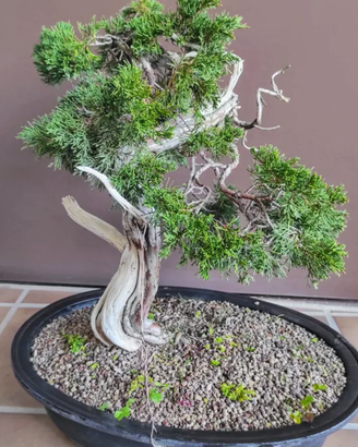 Pre bonsai ginepro sabina