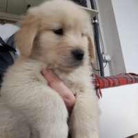 Golden retriever americani