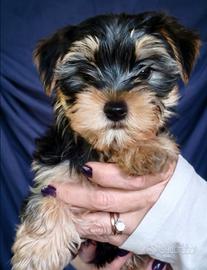 Morkie cuccioli