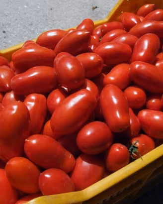 Pomodori per salsa/bottiglie