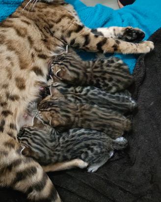 Cuccioli di bengala