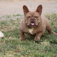 Bulldog francese per monta