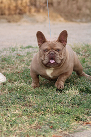 Bulldog francese per monta