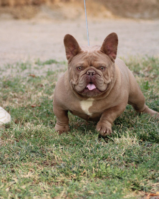 Bulldog francese per monta