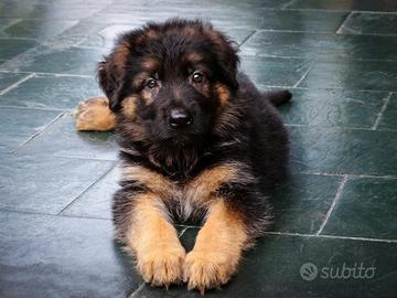 Cuccioli di Pastore Tedesco - maschietti