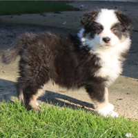 Pastore australiano/australian sheperd