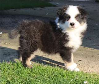 Pastore australiano/australian sheperd