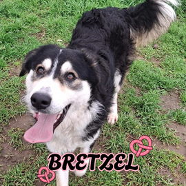 Bretzel: cucciola dolce, affettuosa e giocherella