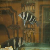 Cyphotilapia Frontosa