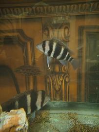 Cyphotilapia Frontosa